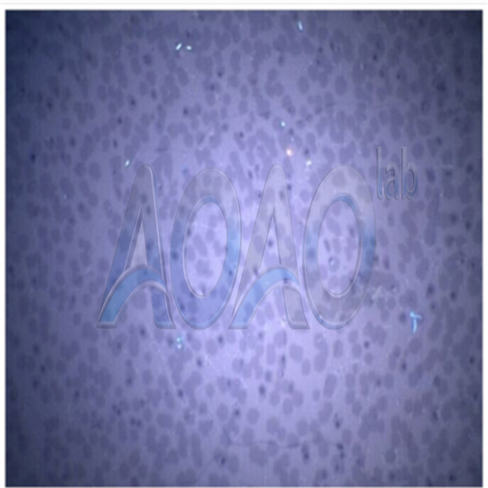 CVD Graphene Film 3*3cm