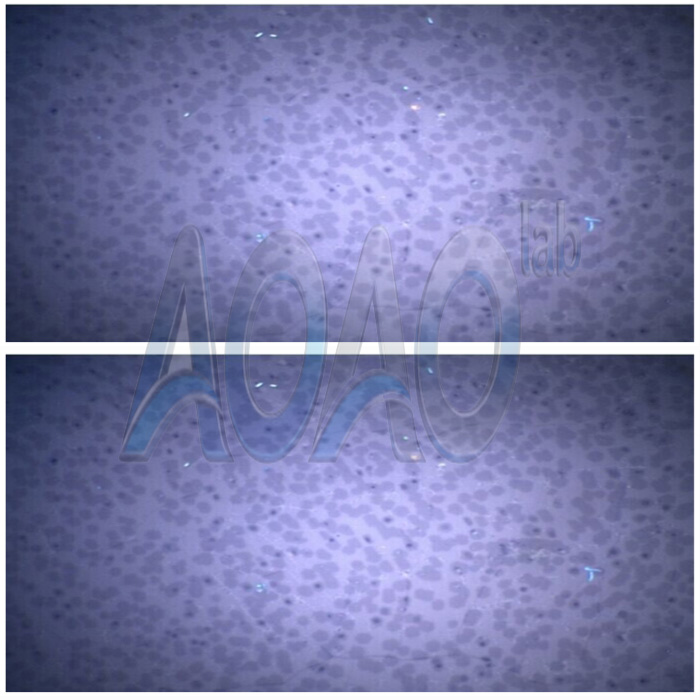CVD Graphene Film For Sale.jpg